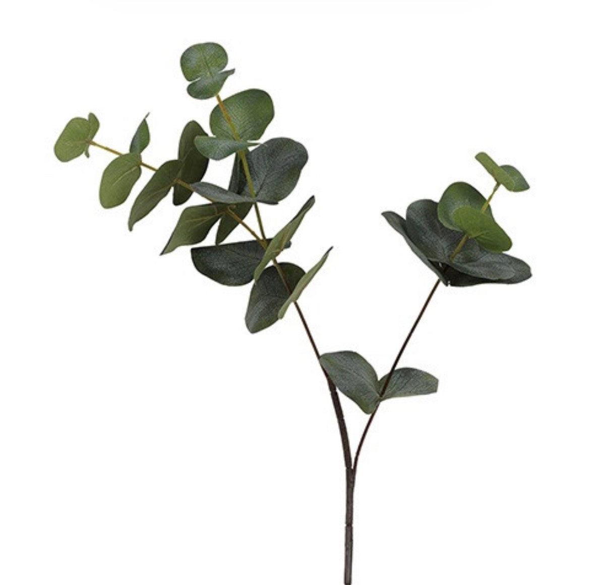 Blad eucalyptus gr-31x29x80CM