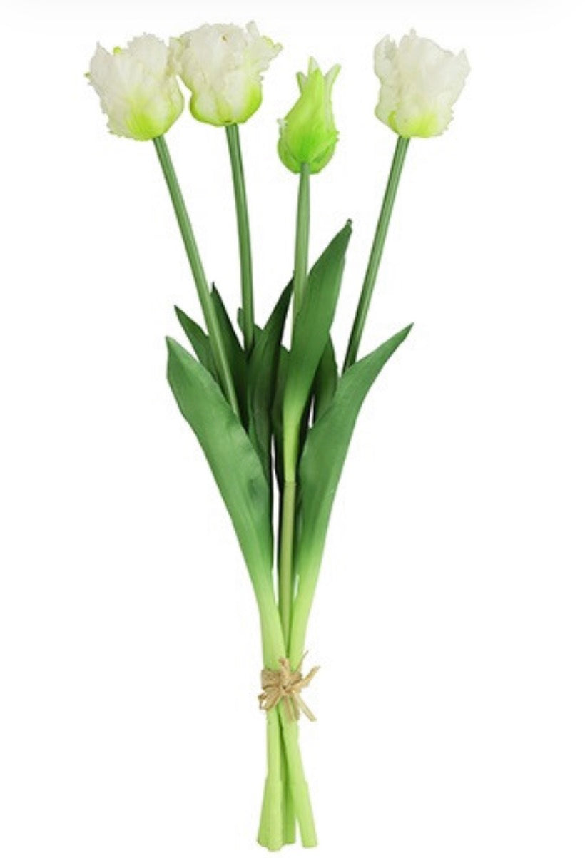 Boeket Tulp Tulipa (parkiet) w-16x16x40CM