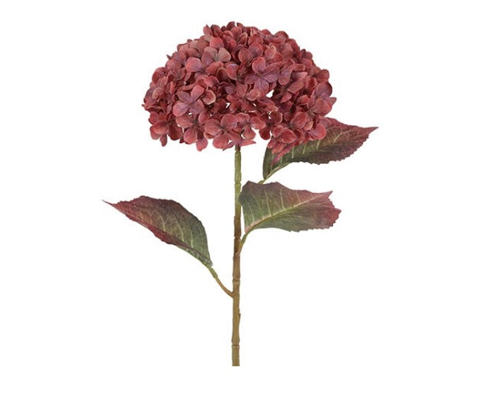 Bloem Hortensia