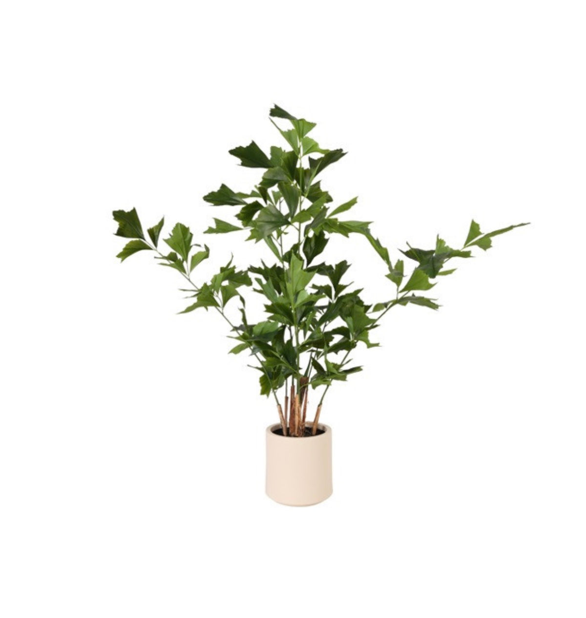 Plant Caryota M groen-95x95x150CM
