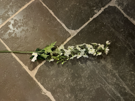 Delphinium 80cm hoog wit