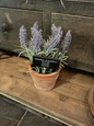 Potje lavendel