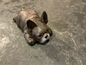 Liggende hond 8x15cm