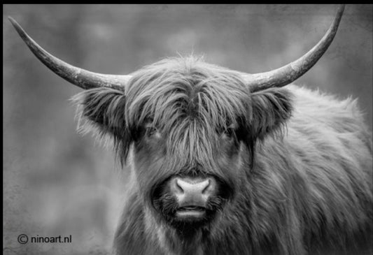 Spatscherm 60x90cm hooglander zwart wit