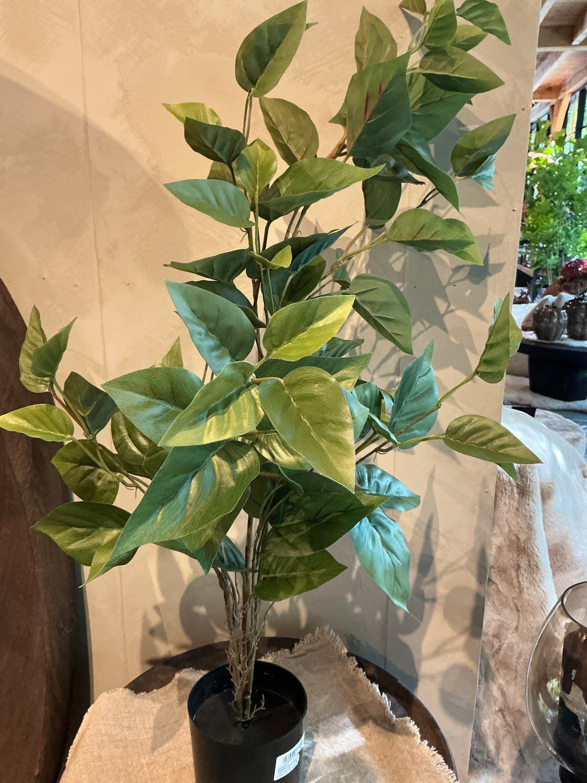 Plant in pot 95cm
