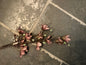 Magnolia tak