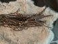 Bundel corylus