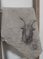 Shabby doek geit 50x50cm