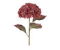 Bloem Hortensia
