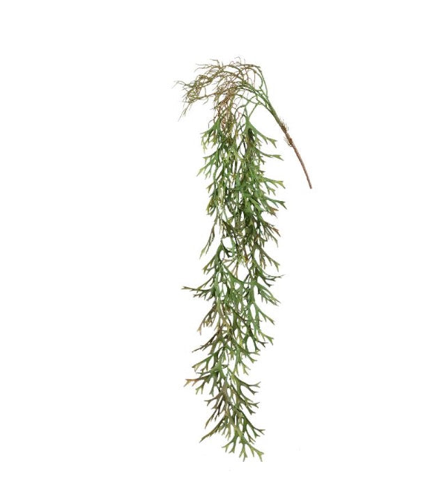Leaves Plant Green hanging leaves spray