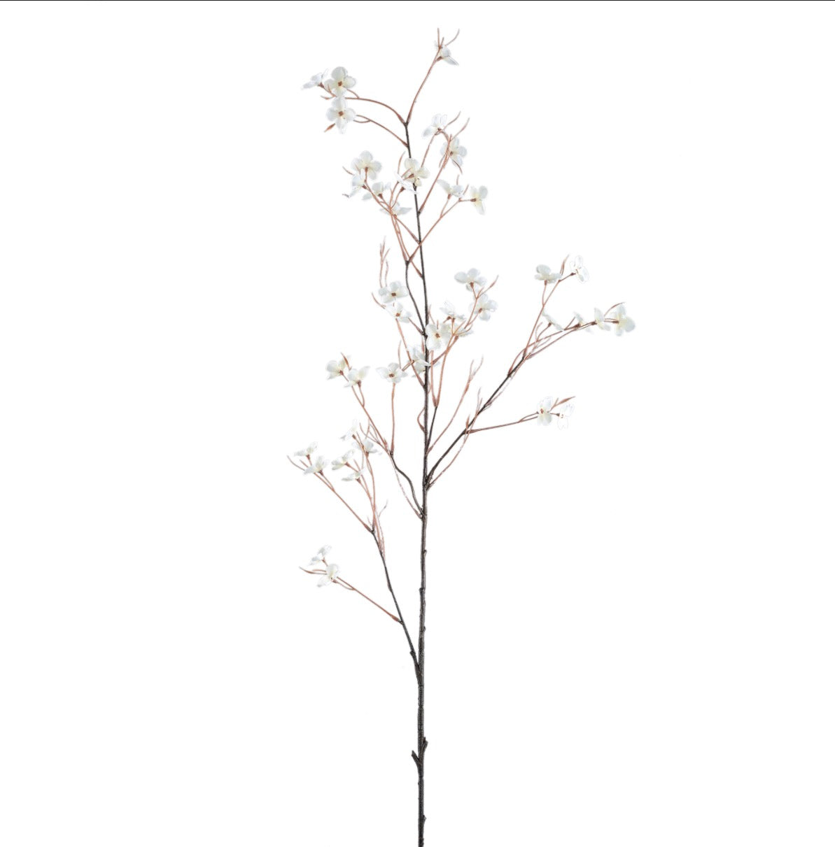 Plant Cream wild flower spray