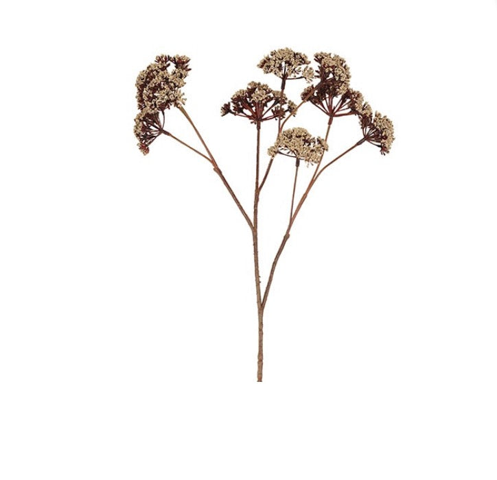 Bloem Eupatorium S beige