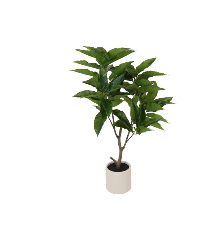Plant Ficus magnolii S groen-60x40x125CM