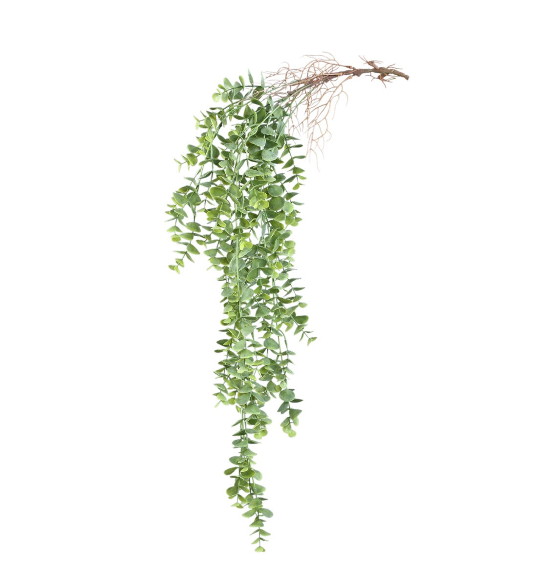 Eucalyptus afhanger