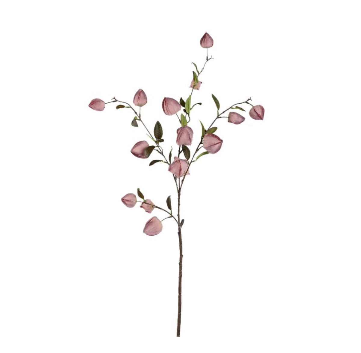 Garden flower roze
