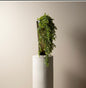 Eucalyptus afhanger
