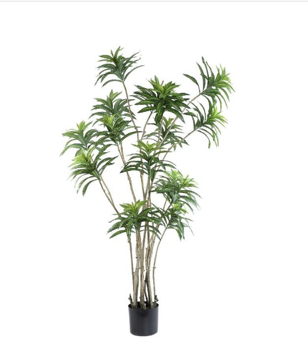 Groene plant in pot