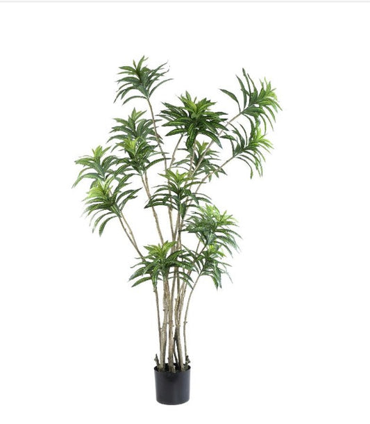 Groene plant in pot