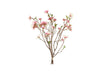 Bundel Helleborus S roze-7x30x56CM