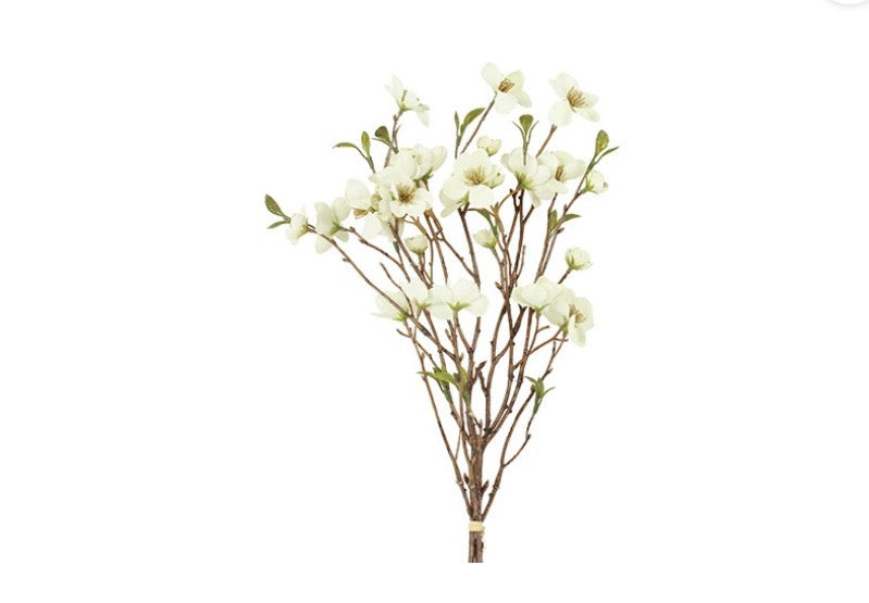 Bundel Helleborus S wit-7x30x56CM