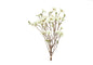 Bundel Helleborus S wit-7x30x56CM