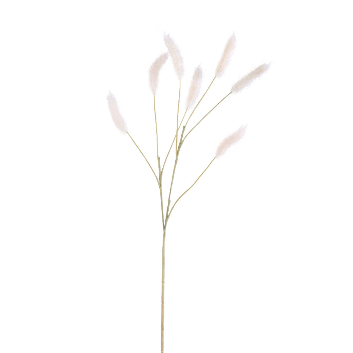 Plant Cream pampas grass spray