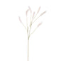 Plant Cream pampas grass spray