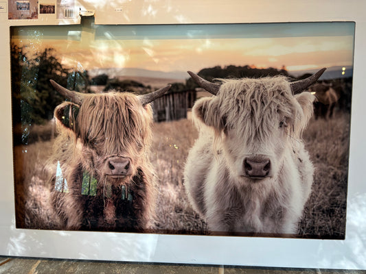 Glaskader hooglanders 120x80cm